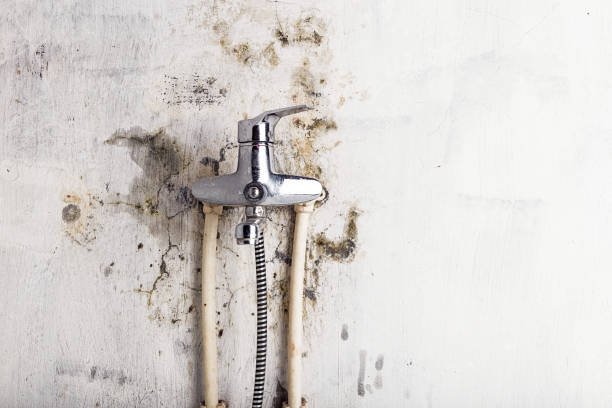Best Best Mold Removal Companies  in Fayetteville, WV