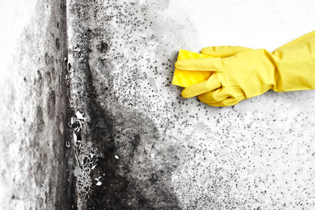 Best Black Mold Removal  in Fayetteville, WV