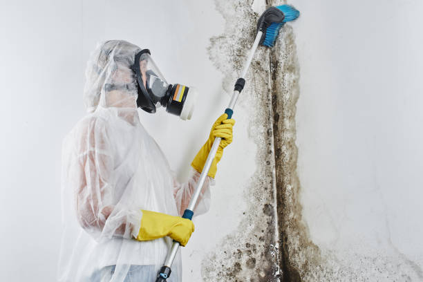 Best Mold Removal Company Near Me  in Fayetteville, WV