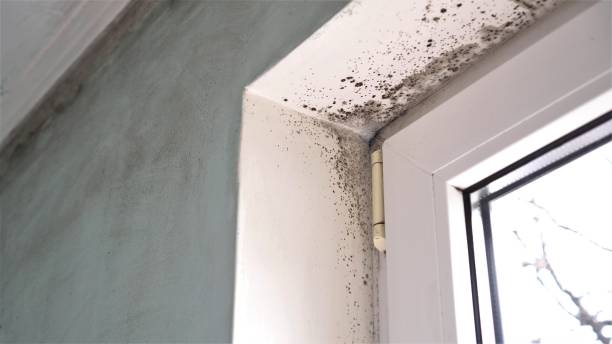 Best Mold Damage Repair  in Fayetteville, WV