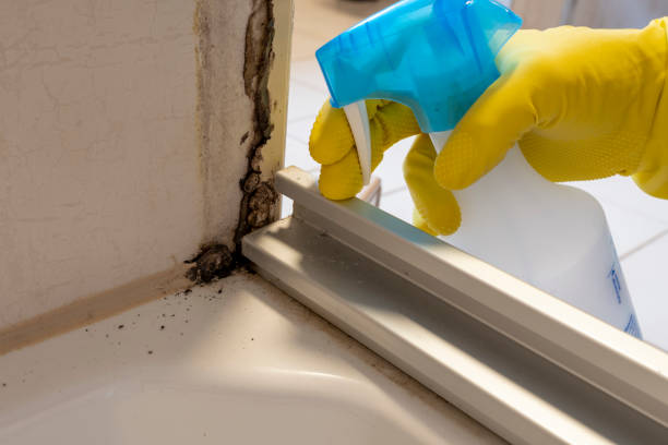 Best Home Mold Removal  in Fayetteville, WV