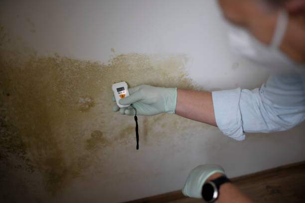 Best Residential Mold Removal  in Fayetteville, WV