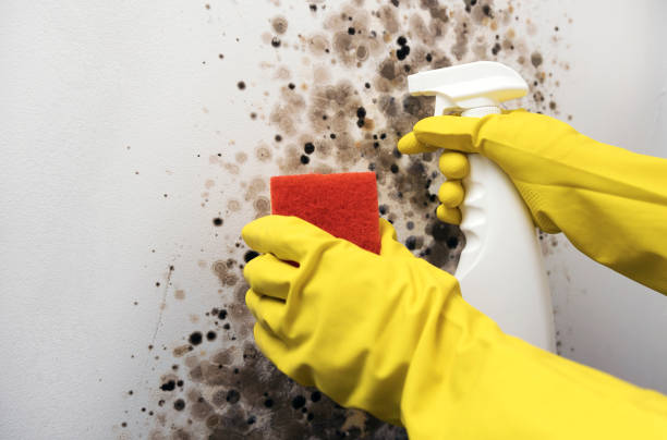 Best Affordable Mold Removal  in Fayetteville, WV