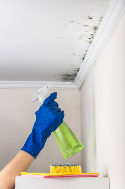 Best Emergency Mold Removal  in Fayetteville, WV